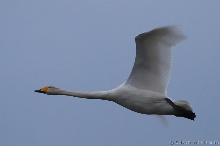 ENE-20090427-0010.jpg - [nl] Wilde zwaan ( Cygnus cygnus ) | Lofoten, Noorwegen[en] Whooper Swan ( Cygnus cygnus ) | Lofoten, Norway